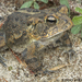 Southern Toad - Photo (c) Todd Pierson, some rights reserved (CC BY-NC-SA)