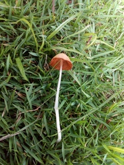 Conocybe