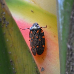 Mahanarva costaricensis