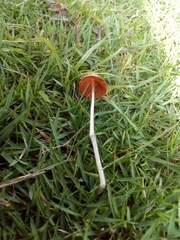 Conocybe