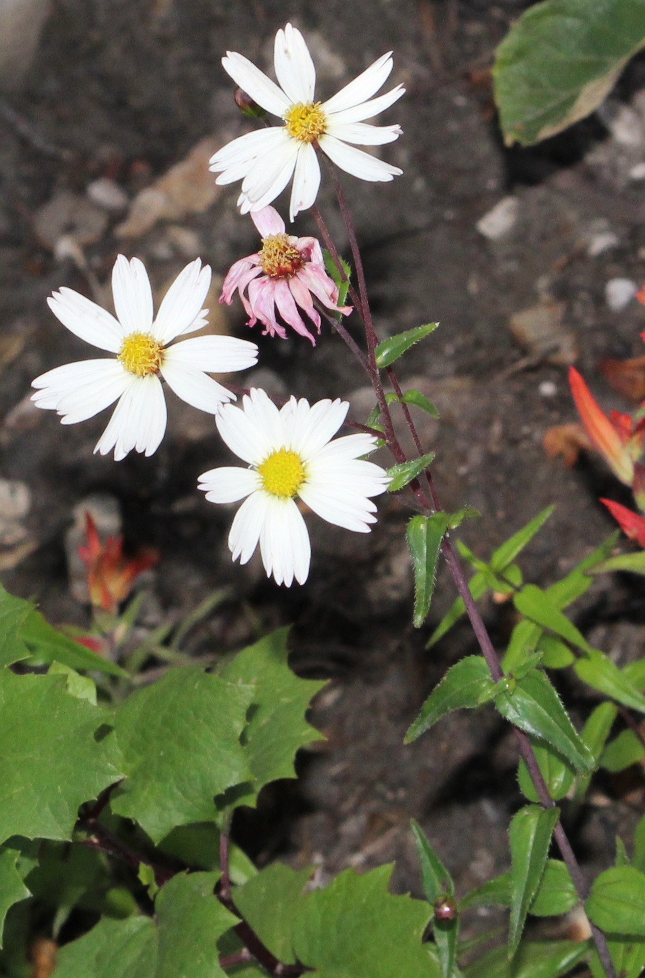 Genus Oteiza · iNaturalist