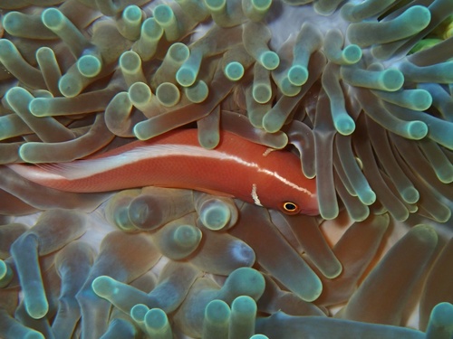 Amphiprion perideraion