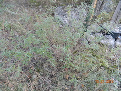 Wedelia acapulcensis