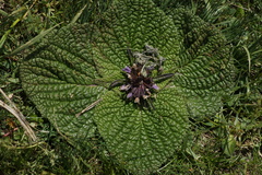 Phlomoides rotata