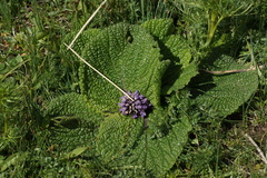 Phlomoides rotata