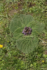 Phlomoides rotata