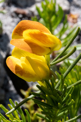 Cyclopia genistoides