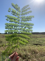 Albizia julibrissin julibrissin