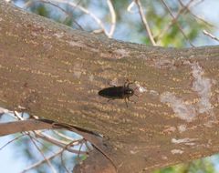 Actenodini
