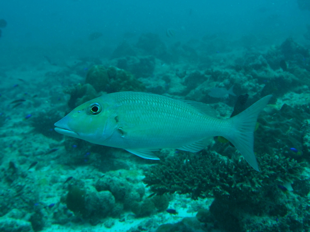 Roodwang-keizer (Lethrinus rubrioperculatus) — Lethrinidae