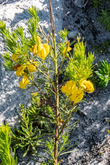 Cyclopia genistoides