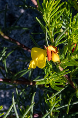 Cyclopia genistoides