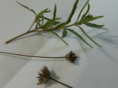 Wedelia acapulcensis