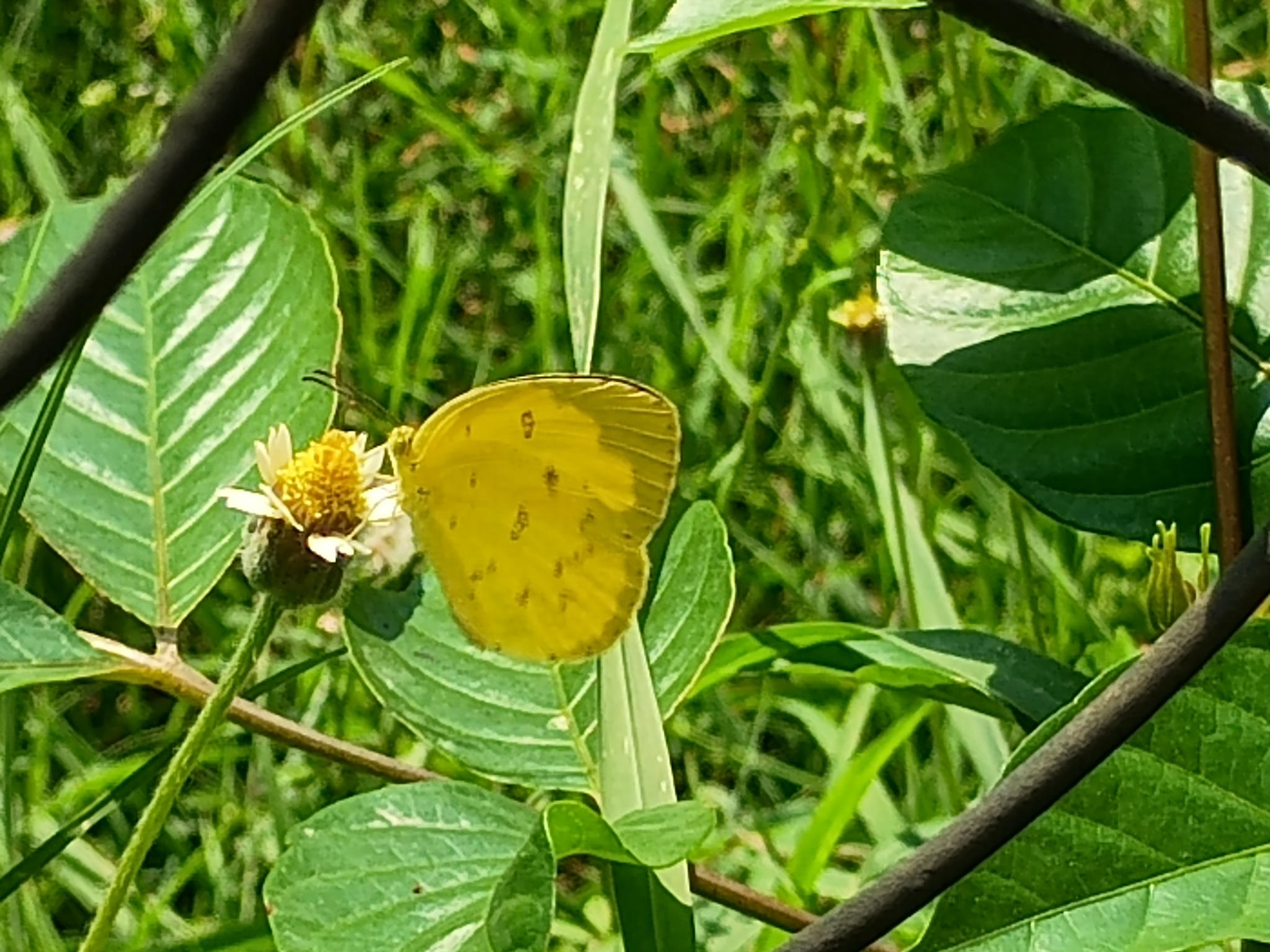 Common Grass Yellow
