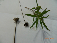 Wedelia acapulcensis