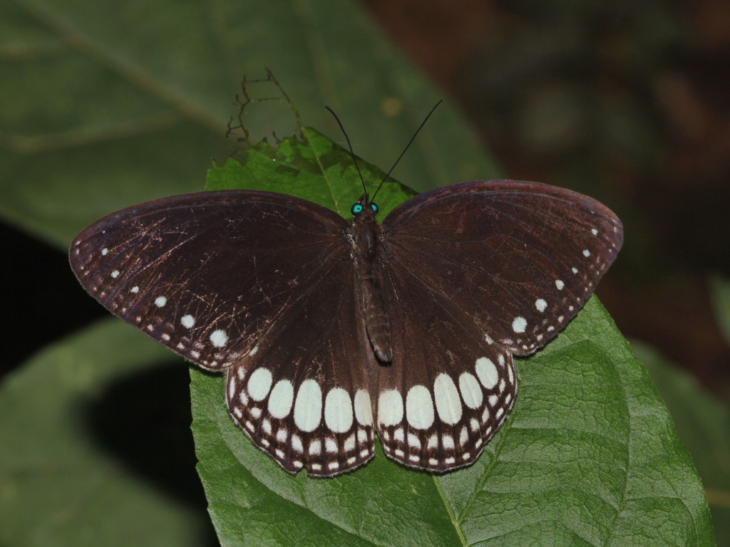 White Diadem