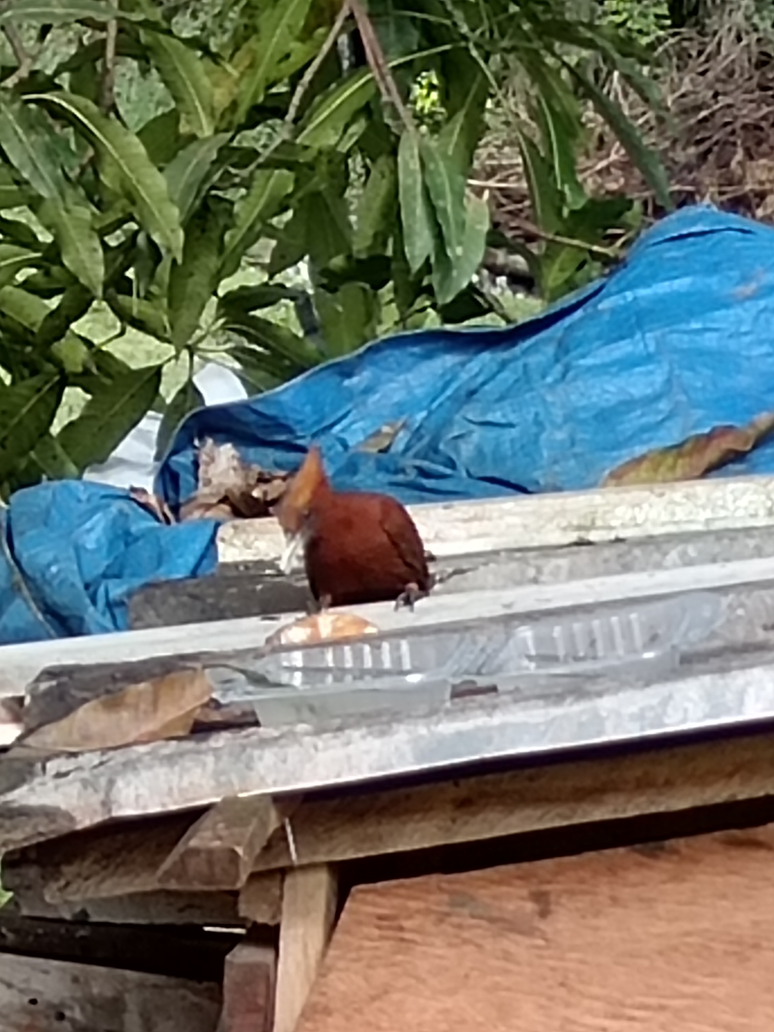 Chestnut Woodpecker (Celeus elegans), photo 6
