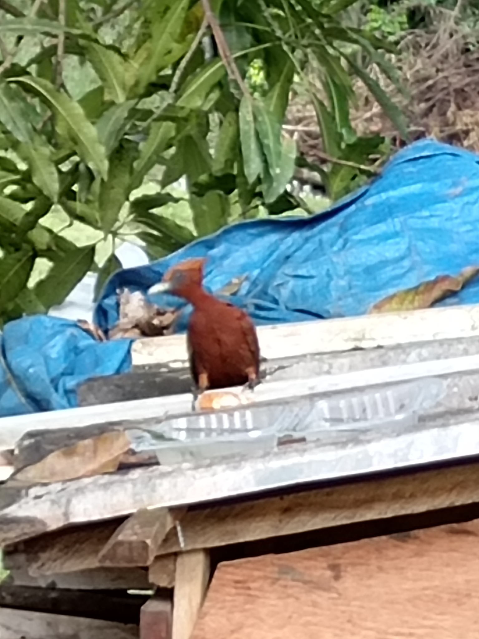 Chestnut Woodpecker (Celeus elegans), photo 7