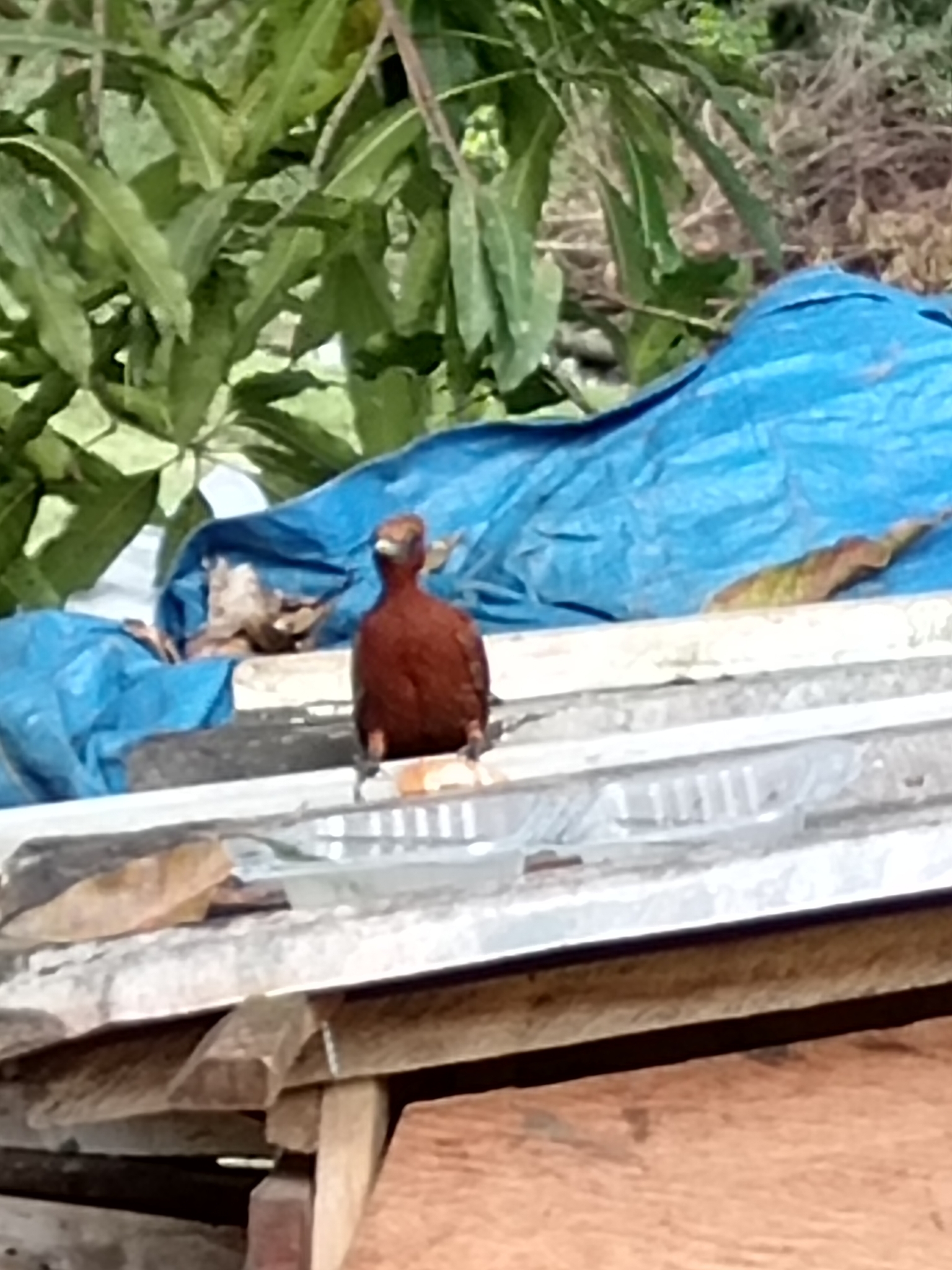 Chestnut Woodpecker (Celeus elegans), photo 8