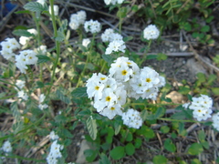 Heliotropium halacsyi