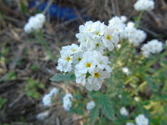 Heliotropium halacsyi