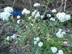 Heliotropium halacsyi