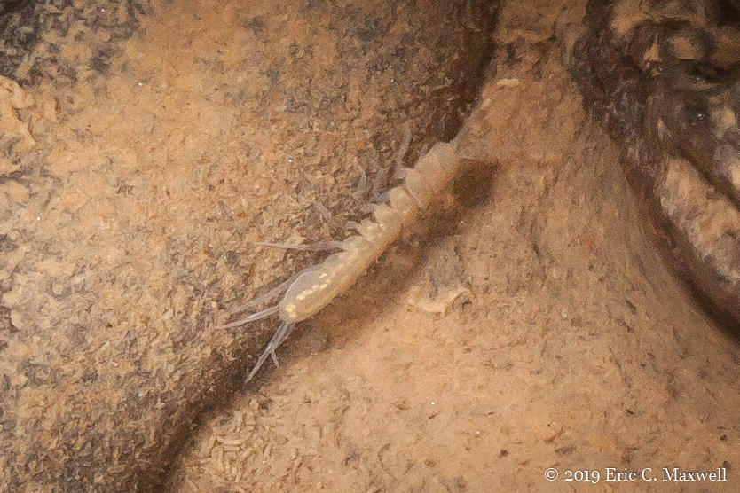 Caecidotea bicrenata