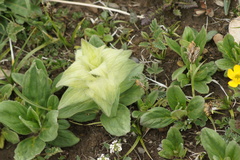 Ajuga lupulina