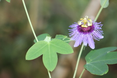 Passiflora amethystina