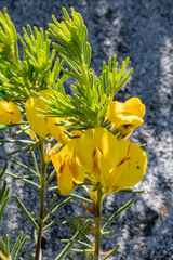 Cyclopia genistoides