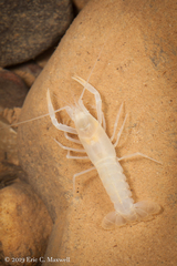 Cambarus hamulatus