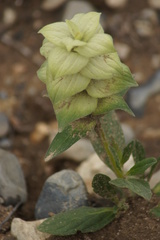 Ajuga lupulina