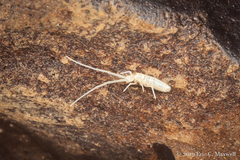 Pseudosinella hirsuta