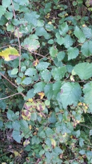 Ulmus minor minor