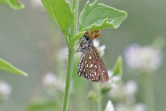 Piruna aea