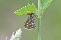 Piruna aea
