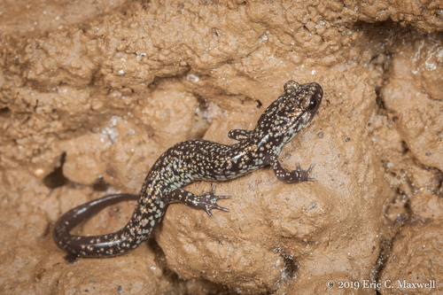 Northern Slimy Salamander, United States, photo 10 of 10