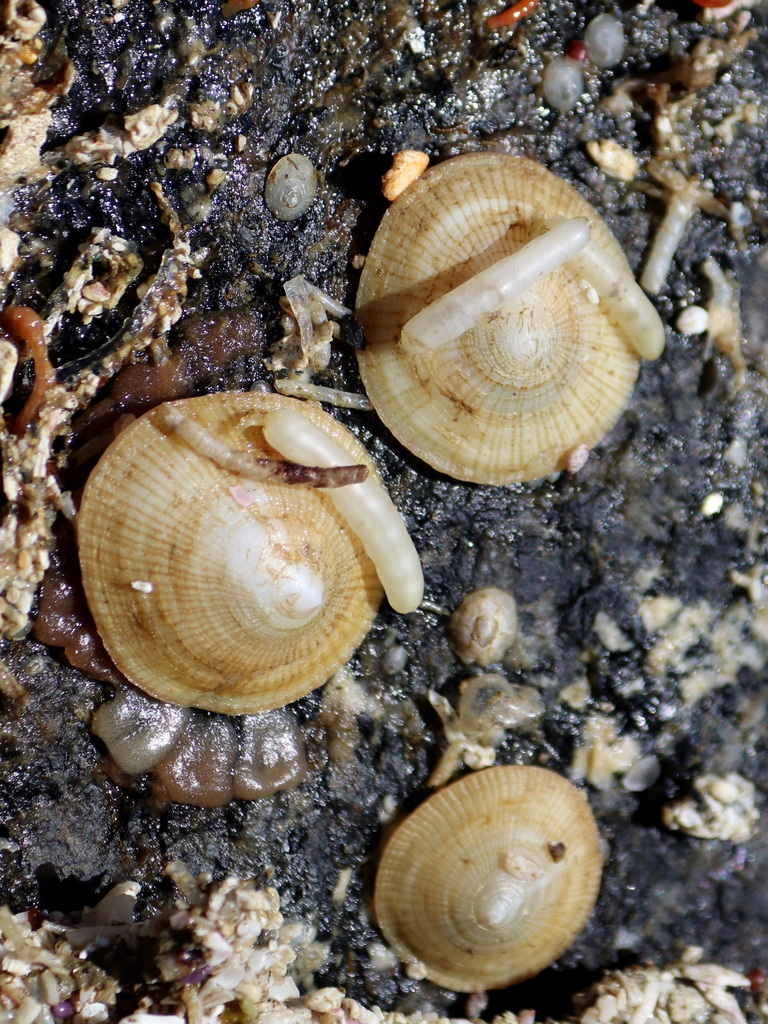 Trimusculus peruvianus