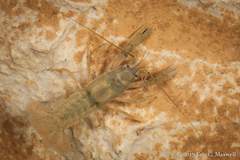 Cambarus tenebrosus