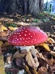 Amanita muscaria muscaria