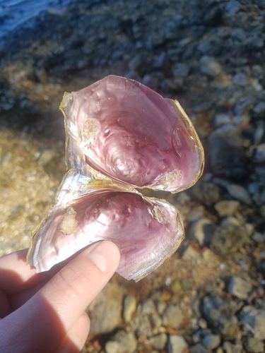 Pink Papershell