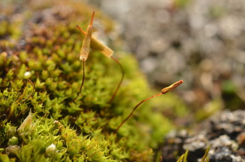 Encalypta alpina