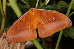 Syntherata janetta