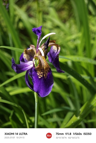 Black Iris (Iris chrysographes)