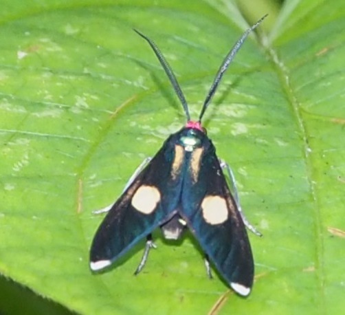 Napata quadrimaculata