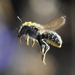 Anthidium maculosum
