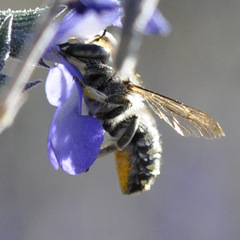 Anthidium maculosum