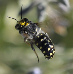 Anthidium maculosum