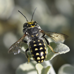 Anthidium maculosum