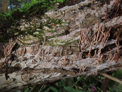 Lentaria byssiseda